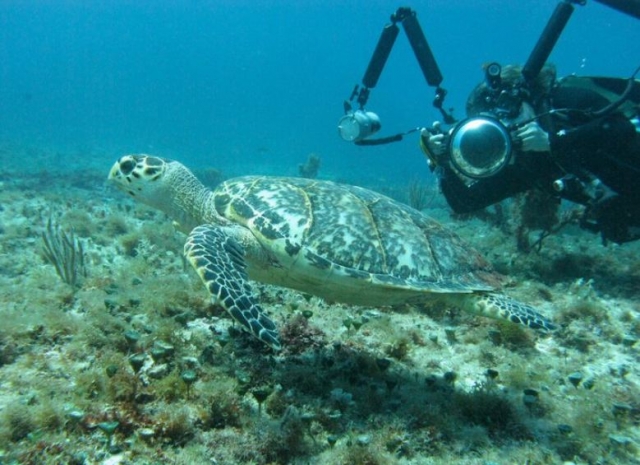  Plonger avec des tortues 